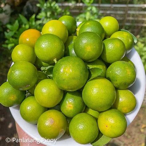 calamansi in tagalog|calamansi in English .